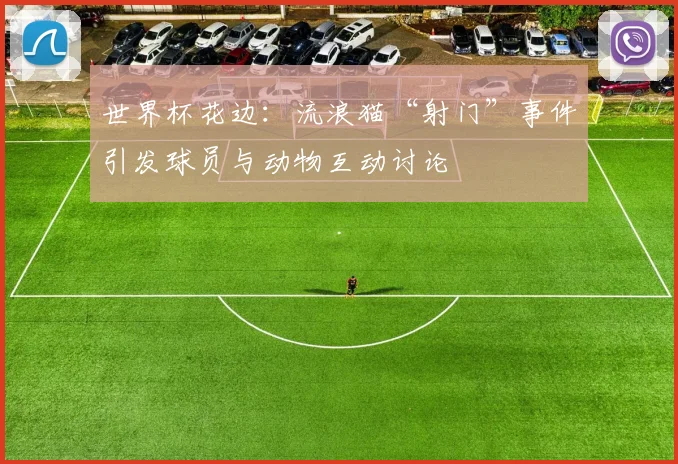 世界杯花边：流浪猫“射门”事件引发球员与动物互动讨论